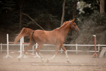 Beautiful horses galloping in the arena