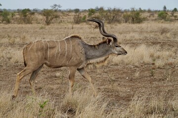 antelope desert