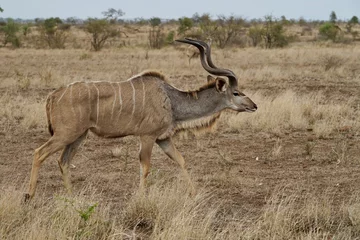  antelope desert © Chris