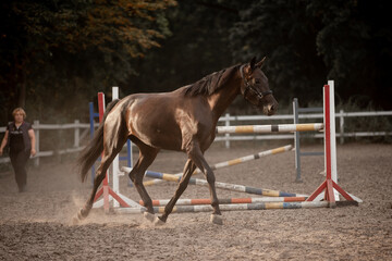 Beautiful horses galloping in the arena