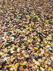 autumn leaves on the ground