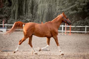 Beautiful horses galloping in the arena