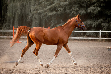 Beautiful horses galloping in the arena