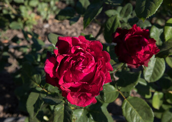 Roses in the garden. Closeup view of beautiful Rosa Grand Gala flowers of dark red petals, spring blooming in the park.