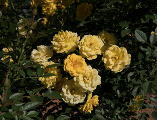 Obraz na płótnie Canvas Roses spring blossoming in the park. Closeup view of beautiful Gold Medal Rose flower cluster of intense yellow petals, blooming in the garden. 