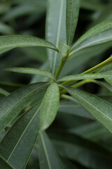 Close up of a bush. Green fresh leafs. Deep shades of green.