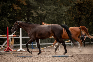 Beautiful horses galloping in the arena