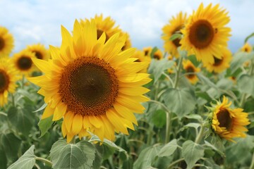 美しいひまわり畑