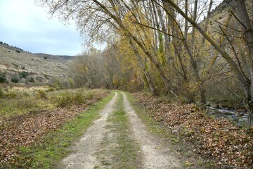 Fototapeta na wymiar Rural road by the river with trees in the middle. Fall of the leaves in autumn.