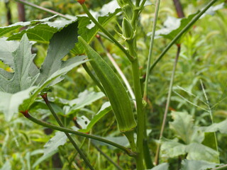 夏の畑に実ったオクラ