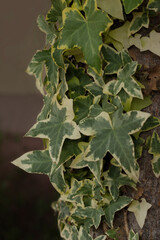 Close up of green fresh outdoors ivy growing on a tree trunk.