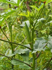 夏の畑に実ったオクラ
