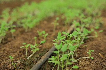 Greenhouse with small fenugreek plant