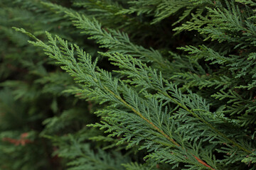 Close up of a bush. Green fresh leafs. Deep shades of green.
