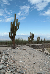 Culture and heritage. View of the city ruins of the Quilmes aboriginal civilization. Structures made of stone in the mountains, surrounded by exotic flora such as giant cactus Echinopsis atacamensis.