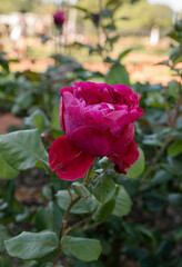Floral. Roses. Closeup view of beautiful Rosa Valentina Casucci buds and flower of fuchsia and pink petals, spring blooming in the garden.
