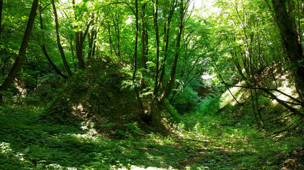 Obraz premium sun rays in the forest