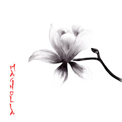 Watercolor sumie painting of magnolia flowers © Kamila