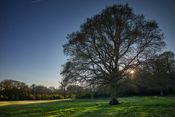 Fototapeta na wymiar April and late afternoon sun begins to settle behind hedgerows and woodland silhouetting a lone Oak