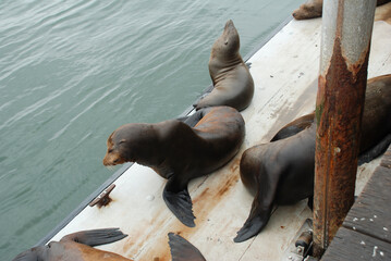Fototapeta premium Seals on Santa Cruz Pier