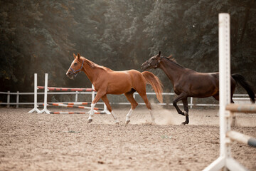 Beautiful horses galloping in the arena