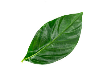 Fototapeta na wymiar Noni or Morinda Citrifolia green leaf isolated on white background. Noni leaves are high nutrients and antioxidants.