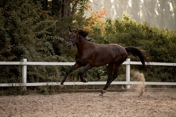 Beautiful horses galloping in the arena