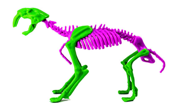 A Bicolored Smilodon Skeleton Isolated On White Background.