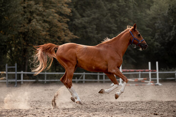 Beautiful horses galloping in the arena
