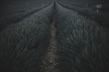 Lavendelblüte in Frankreich