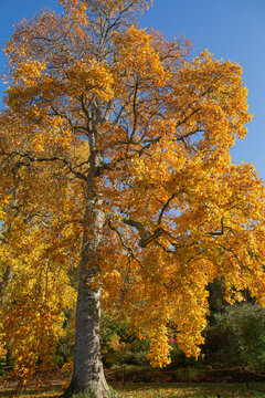 Liriodendron tulipifera, tulip tree looking resplendent with its autumn foiliage against a blue autmn sky 