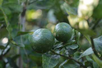 Lime green tree hanging from the branches lime ready for harvest fresh on tree in backyard garden.Green limes on a tree