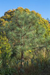 Pinus engelmannii, apache pine growing in the foreground of the woodland