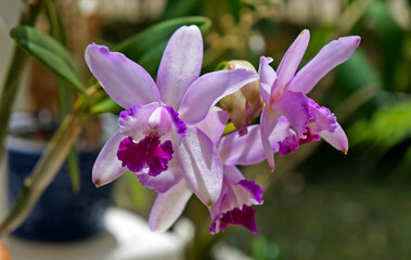Lilac orchids on greenhouse, Rio, Brazil 