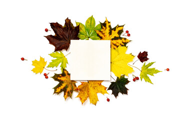 Naklejka na ściany i meble Autumn pattern. Frame made of Green, yellow dried leaves, red berry isolated on white background for greeting card. Autumn, fall, halloween concept.