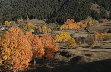 Beautiful orange and red autumn forest.turkey