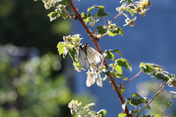 butterfly on a branch	