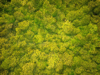 Naklejka premium green forest moss