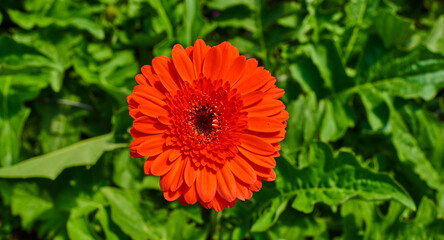 Gerbera flower on a green garden background. Nature. Beautiful flower summer garden. Natural flowers in garden background. Garden flower part. Spring blooming flowers.