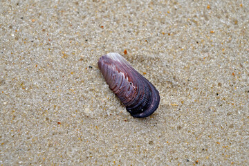 Seashell on the beach sand