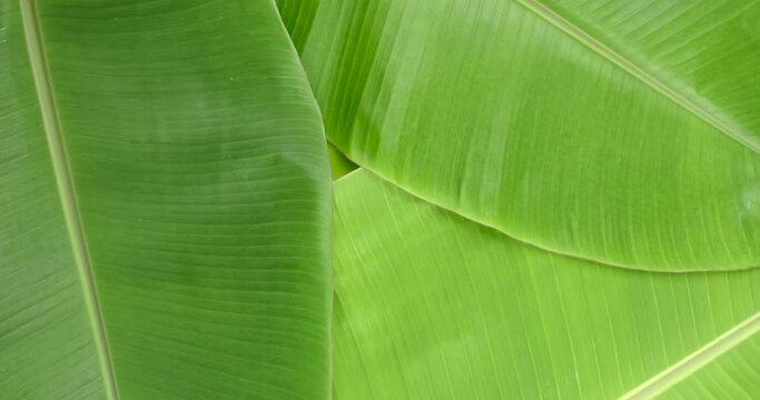 Rotate shot of green banana leaves surface, Green leaf for background texture element