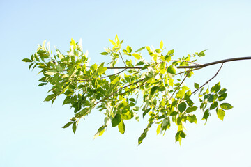 Beautiful tree branch with green leaves outdoors
