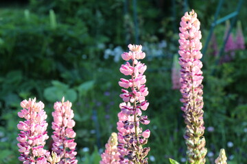 pink lupin flowers in the garden