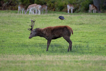 Red deer (Cervus elelphus) stag and jackdaw in parkland