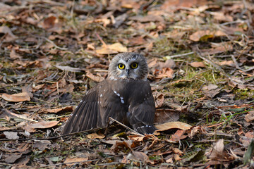 Northern Saw-whet owl catches a vole