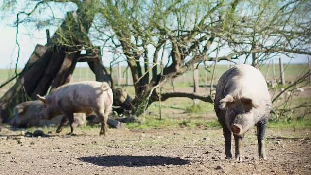 Dirty pigs on the ground inside the corral