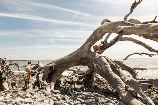 pre teen girls climbing on giant driftwood tree, Georgia