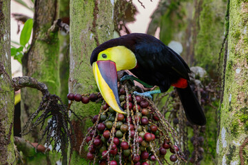 Chestnut-mandibled toucan or Swainson’s toucan, Ramphastos ambiguus swainsonii. Yellow-throated toucan in a palm tree to eat palm nuts in Tortuguero National Park, Сentral America, Costa Rica © henk bogaard