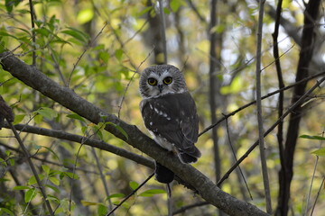Northern Saw-whet owl with a vole