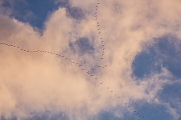 Migratory birds formation in the blue sky
